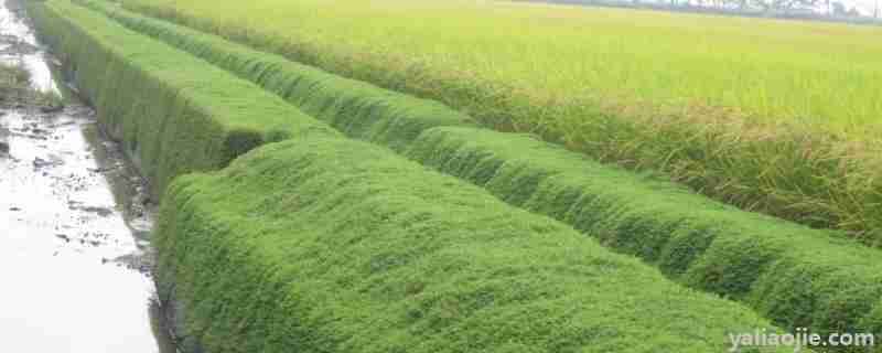 水稻田埂专用除草剂(水稻田田埂专用除草剂)